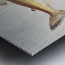 Antique fish prototroctes maraena australian grayling South Pacific Fishes by Frank Edward Clarke 1849-1899.  Metal print