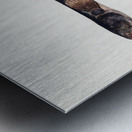 Antique fish Neochanna apoda apoda South Pacific Fishes by Frank Edward Clarke 1849-1899.  Metal print