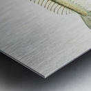 Antique fish crapatulus novaezealandiae sand stargazer South Pacific Fishes by Frank Edward Clarke 1849-1899.  Metal print