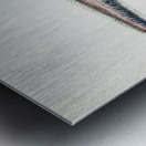 Antique fish Coelorinchus sp NZ : Rattail South Pacific Fishes by Frank Edward Clarke 1849-1899.  Metal print