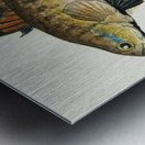 Antique Flyfish South Pacific Fishes by Frank Edward Clarke 1849-1899.  Metal print