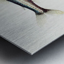 Antique fish Maurolicus muelleri South Pacific Fishes by Frank Edward Clarke 1849-1899.  Metal print