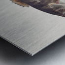 Antique fish bladefish possibly freshwater specimen South Pacific Fishes by Frank Edward Clarke 1849-1899.  Metal print