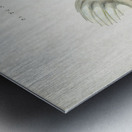 Antique Prickly anglerfish South Pacific Fishes by Frank Edward Clarke 1849-1899.  Metal print