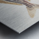 Antique fish latris lineata common trumpeter South Pacific Fishes by Frank Edward Clarke 1849-1899.  Metal print