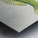 Antique fish Wrasse South Pacific Fishes by Frank Edward Clarke 1849-1899.  Metal print