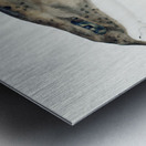 Antique fish Carpet Shark South Pacific Fishes by Frank Edward Clarke 1849-1899.  Metal print