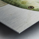 Antique fish Wrasse South Pacific Fishes by Frank Edward Clarke 1849-1899.  Metal print