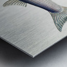 Antique fish Flathead grey mullet South Pacific Fishes by Frank Edward Clarke 1849-1899.  Metal print