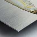 Antique fish Retropinna Retropinna South Pacific Fishes by Frank Edward Clarke 1849-1899.  Metal print