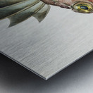 Antique fish neosebastes scorpaenoides ruddy gurnard perch South Pacific Fishes by Frank Edward Clarke 1849-1899.  Metal print