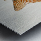 Antique fish Goldfish South Pacific Fishes by Frank Edward Clarke 1849-1899.  Metal print