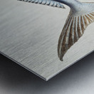 Antique fish Brama brama NZ - Ray’s Bream South Pacific Fishes by Frank Edward Clarke 1849-1899.  Metal print