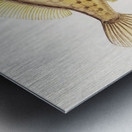 Antique fish Pseudomonacanthus peroni South Pacific Fishes by Frank Edward Clarke 1849-1899.  Metal print