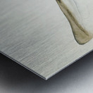 Antique fish Requiem Shark South Pacific Fishes by Frank Edward Clarke 1849-1899.  Metal print