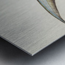 Antique fish callorhynchus milii elephant fish South Pacific Fishes by Frank Edward Clarke 1849-1899.  Metal print