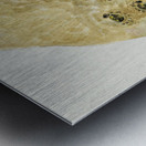 Antique fish sardinops neopilchardus pilchard South Pacific Fishes by Frank Edward Clarke 1849-1899.  Metal print