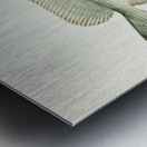 Antique fish Pseudophycis barbata Tas : Southern Bastard Red Cod South Pacific Fishes by Frank Edward Clarke 1849-1899.  Metal print