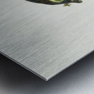 Antique fish diodon sp porcupine fish South Pacific Fishes by Frank Edward Clarke 1849-1899.  Metal print