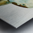 Antique Elephant fish South Pacific Fishes by Frank Edward Clarke 1849-1899.  Metal print