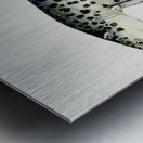 Antique fish Notorynchus cepedianus Tas : Broad seven-gill shark South Pacific Fishes by Frank Edward Clarke1849-1899.  Metal print