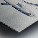 Antique fish Spotted spiny Dogfish South Pacific Fishes by Frank Edward Clarke 1849-1899.  Metal print