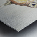 Antique fish Platystethus abbrevatus South Pacific Fishes by Frank Edward Clarke 1849-1899.  Metal print