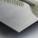 Antique fish Parapercis colias South Pacific Fishes by Frank Edward Clarke 1849-1899.  Metal print