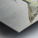 Antique fish Arripis trutta NZ : Kahawai South Pacific Fishes by Frank Edward Clarke 1849-1899.  Metal print