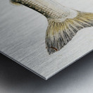 Antique fish White Spotted Greyling South Pacific Fishes by Frank Edward Clarke 1849-1899.  Metal print