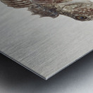 Antique fish Blennodon dorsale Giant triplefin South Pacific Fishes by Frank Edward Clarke 1849-1899.  Metal print