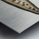 Antique fish genypterus sp ling South Pacific Fishes by Frank Edward Clarke 1849-1899.  Metal print