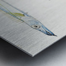 Antique fish Benthodesmus Elongatus South Pacific Fishes by Frank Edward Clarke 1849-1899.  Metal print