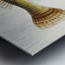 Antique fish platycephalus bassensis South Pacific Fishes by Frank Edward Clarke 1849-1899.  Metal print