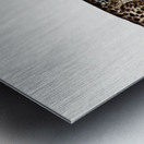 Antique Climbing Galaxias South Pacific Fishes by Frank Edward Clarke 1849-1899.  Metal print