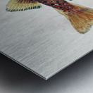 Antique fish Galaxias Maculatus South Pacific Fishes by Frank Edward Clarke 1849-1899.  Metal print