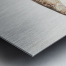 Antique fish galaxias gracilis dwarf inanga South Pacific Fishes by Frank Edward Clarke 1849-1899.  Metal print