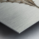 Antique Prickly anglerfish South Pacific Fishes by Frank Edward Clarke 1849-1899.  Metal print