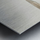 Antique fish pristiophorus nudipinnis South Pacific Fishes by Frank Edward Clarke 1849-1899.  Metal print