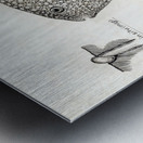 Antique Gillbanks Globe fish South Pacific Fishes by Frank Edward Clarke 1849-1899.  Metal print