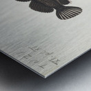 Antique fish latridopsis forsteri copper moki South Pacific Fishes by Frank Edward Clarke 1849-1899.  Metal print