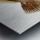 Antique fish Rhombosolea retiaria NZ : Black flounder South Pacific Fishes by Frank Edward Clarke 1849-1899.  Metal print