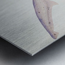 Antique fish Tiger Shark South Pacific Fishes by Frank Edward Clarke 1849-1899.  Metal print