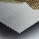 Antique fish possibly ammotretis sp flounder South Pacific Fishes by Frank Edward Clarke 1849-1899.  Metal print