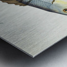 Antique fish Blackfish South Pacific Fishes by Frank Edward Clarke 1849-1899.  Metal print