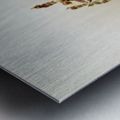 Odontoglossum wattianum from Reichenbachia Orchids 1888-1894 illustrated by Frederick Sander 1847-1920.  Metal print