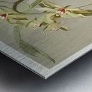 Cymbidium lowianum from Reichenbachia Orchids 1888-1894 illustrated by Frederick Sander 1847-1920.  Metal print