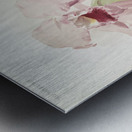 Cattleya labiata from Reichenbachia Orchids 1888-1894 illustrated by Frederick Sander 1847-1920.  Metal print