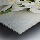 Cattleya labiata from Reichenbachia Orchids 1888-1894 illustrated by Frederick Sander 1847-1920.  Metal print