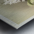 Saccolabium cœleste from Reichenbachia Orchids 1888-1894 illustrated by Frederick Sander 1847-1920.  Metal print